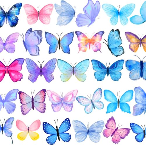 NON EDIBLE BUTTERFLY