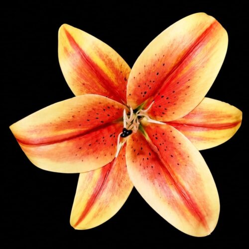 LILY FLOWER 1PC