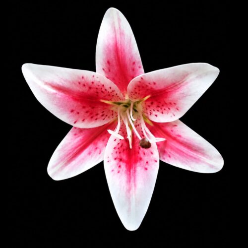 LILY FLOWER 1PC