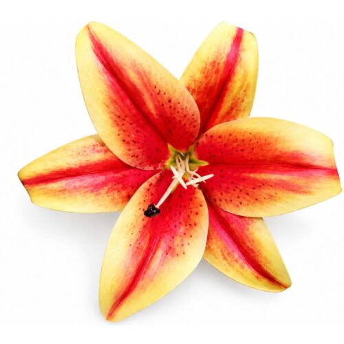LILY FLOWERS 1pc